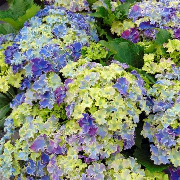 Hydrangea macrophylla Curly Sparkle Blue - Ortensia