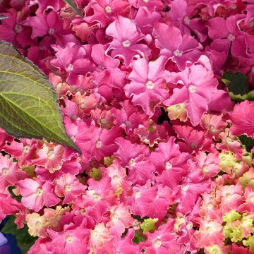 Hydrangea macrophylla Curly Sparkle Red - Ortensia