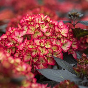 Hydrangea macrophylla Eclipse - Ortensia
