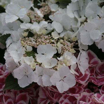 Hydrangea macrophylla Rendez-Vous Elegance - Ortensia