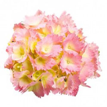 Hydrangea macrophylla Kumiko - Ortensia