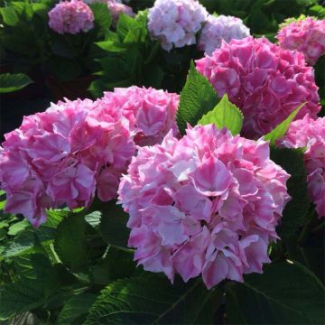 Hydrangea macrophylla Rendez-Vous La Vie en Rose - Ortensia