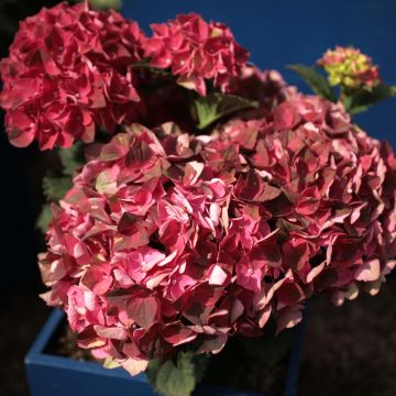 Hydrangea macrophylla Magical Crimson - Ortensia