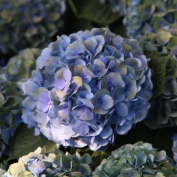 Hydrangea macrophylla Mathilde Gutges - Ortensia