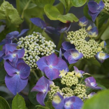 Hydrangea macrophylla Nachtigall - Ortensia