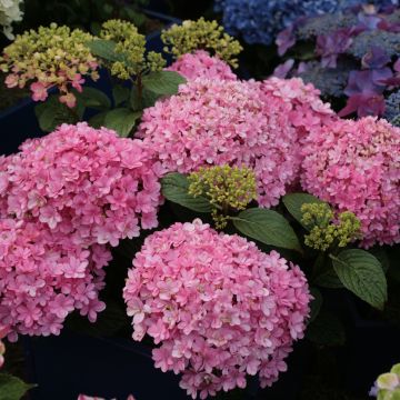 Hydrangea macrophylla Umbrella - Ortensia