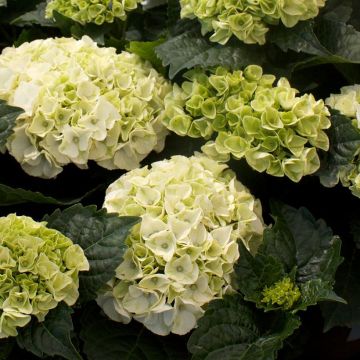 Hydrangea macrophylla Wudu - Ortensia