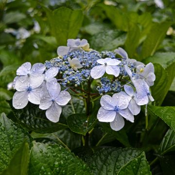 Hydrangea macrophylla Blue wave - Ortensia