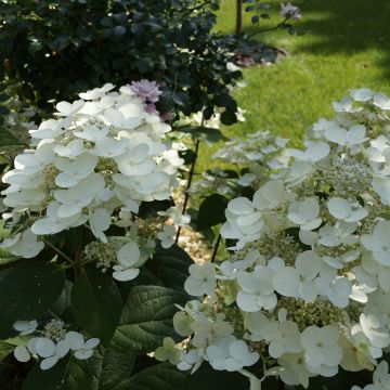 Hydrangea paniculata Bombshell - Ortensia paniculata