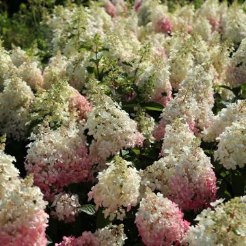 Hydrangea paniculata Candlelight - Ortensia paniculata