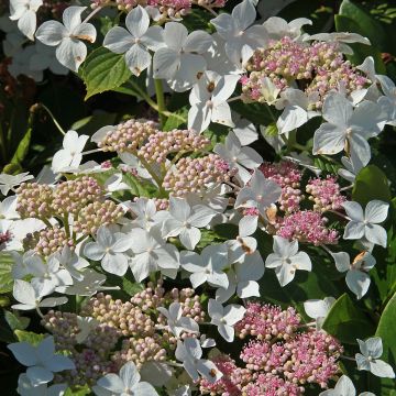 Hydrangea paniculata Confetti - Ortensia paniculata