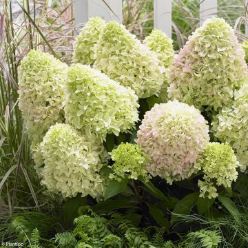 Hydrangea paniculata Little Fraise - Ortensia paniculata