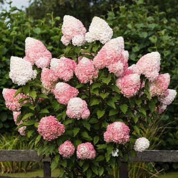 Hydrangea paniculata Living Pink & Rose  - Hortensia paniculé