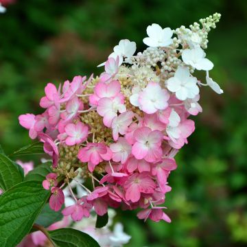 Hydrangea paniculata Pinky Winky - Ortensia paniculata