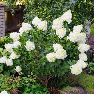 Hydrangea paniculata Polar Bear - Ortensia paniculata