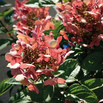 Hydrangea paniculata Sparkling - Ortensia paniculata