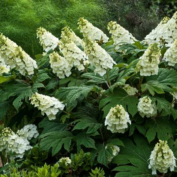 Hydrangea quercifolia Jetstream - Ortensia a foglie di quercia