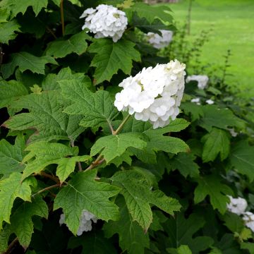 Hydrangea quercifolia Snow Queen - Ortensia a foglie di quercia