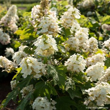 Hortensia à feuilles de chêne - Hydrangea quercifolia Sike's Dwarf