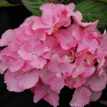 Hydrangea serrata Cap Sizun - Ortensia