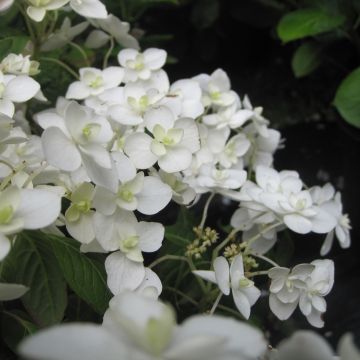 Hydrangea serrata Hakucho - Ortensia