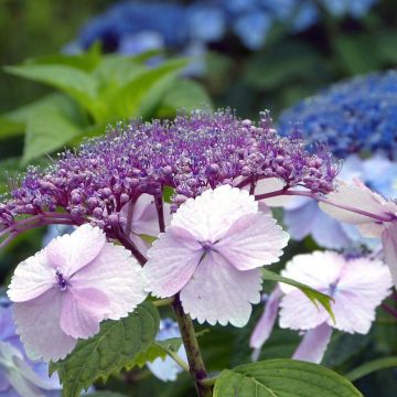 Hydrangea serrata Klaveren - Ortensia