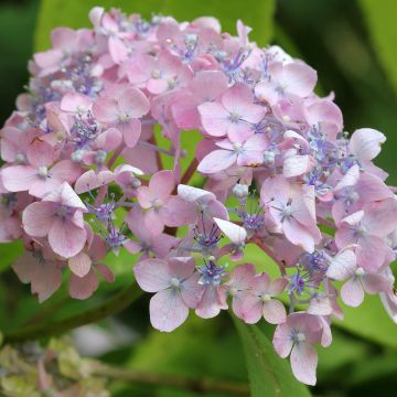 Hydrangea macrophylla Spreading beauty - Ortensia