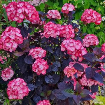 Ortensia macrophylla x serrata Black Velvet Darbi