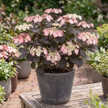 Hydrangea serrata Choco White - Ortensia