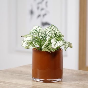 Hypoestes phyllostachya White