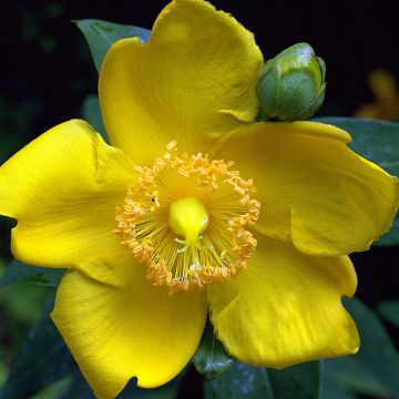 Hypericum Hidcote - Iperico