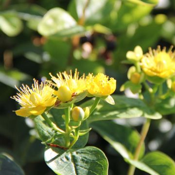 Hypericum inodorum Magical Sunshine - Iperico