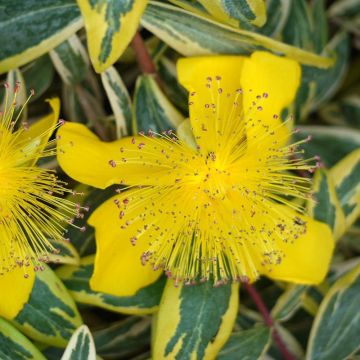 Hypericum calycinum Carnival - Iperico
