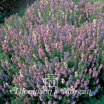 Hyssopus officinalis Tricolour Mixed - Issopo