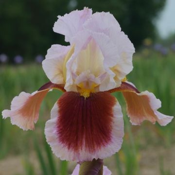 Iris germanica Ecstatic Echo - Giaggiolo paonazzo