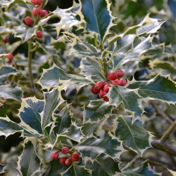 Ilex aquifolium Silver Queen - Agrifoglio variegato