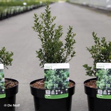 Ilex crenata Chat'o - Agrifoglio giapponese