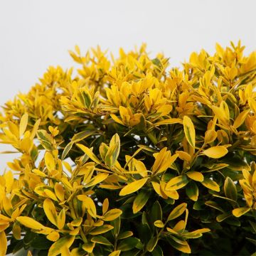 Ilex crenata Lingold - Agrifoglio giapponese