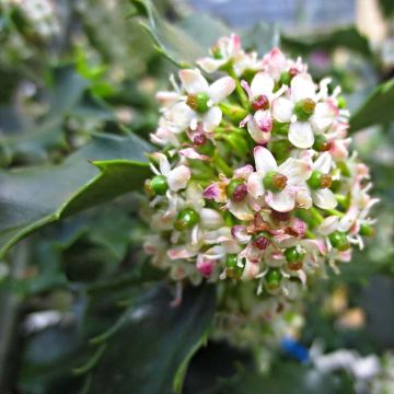 Ilex meserveae Blue princess - Agrifoglio