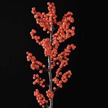 Ilex verticillata Magical Daydream - Agrifoglio