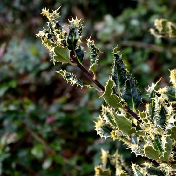 Ilex aquifolium Ferox Argentea - Agrifoglio