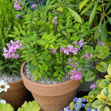 Indigofera heterantha - Indaco da giardino