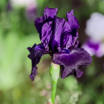 Iris germanica Black Night - Giaggiolo paonazzo