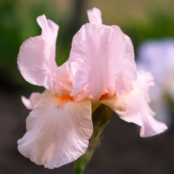 Iris barbata-Media Edward of Windsor - Giaggiolo