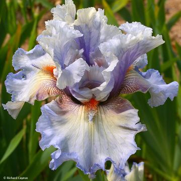 Iris germanica Buvard - Giaggiolo paonazzo