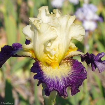 Iris germanica Italiques - Giaggiolo paonazzo