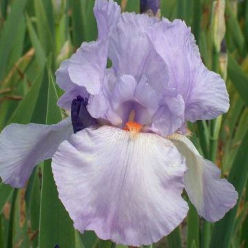 Iris germanica Late Lilac - Giaggiolo paonazzo