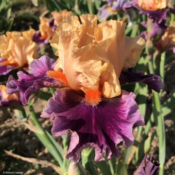 Iris germanica So beau - Giaggiolo paonazzo