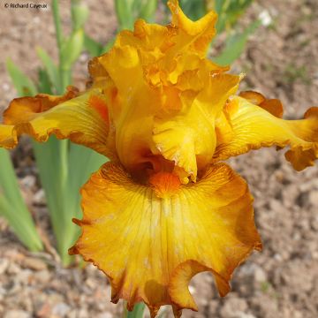Iris germanica Souffle Chaud - Giaggiolo paonazzo