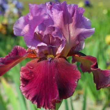 Iris germanica Gamay - Giaggiolo paonazzo